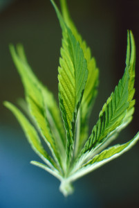 Cannabis leaf